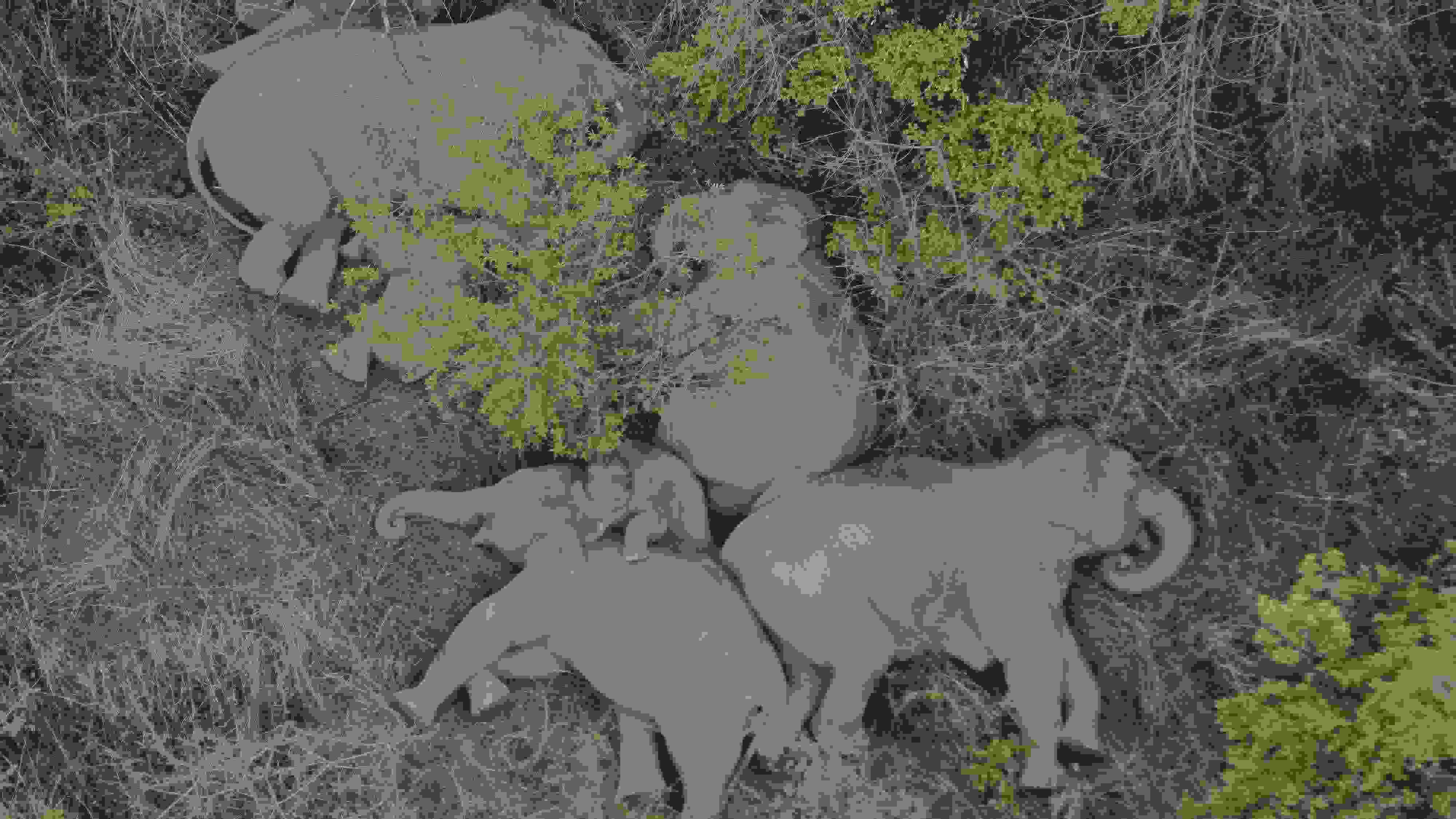 2021年6月7日，航拍顯示亞洲象群在云南省昆明市晉寧區(qū)夕陽鄉(xiāng)山林地里睡覺休息。