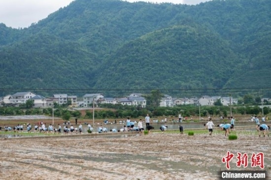圖為5月21日，綏陽縣旺草中學(xué)學(xué)生在旺草萬畝大壩體驗(yàn)插秧。唐哲 攝