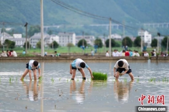 圖為5月21日，綏陽縣旺草中學(xué)學(xué)生在旺草萬畝大壩體驗(yàn)插秧。唐哲 攝