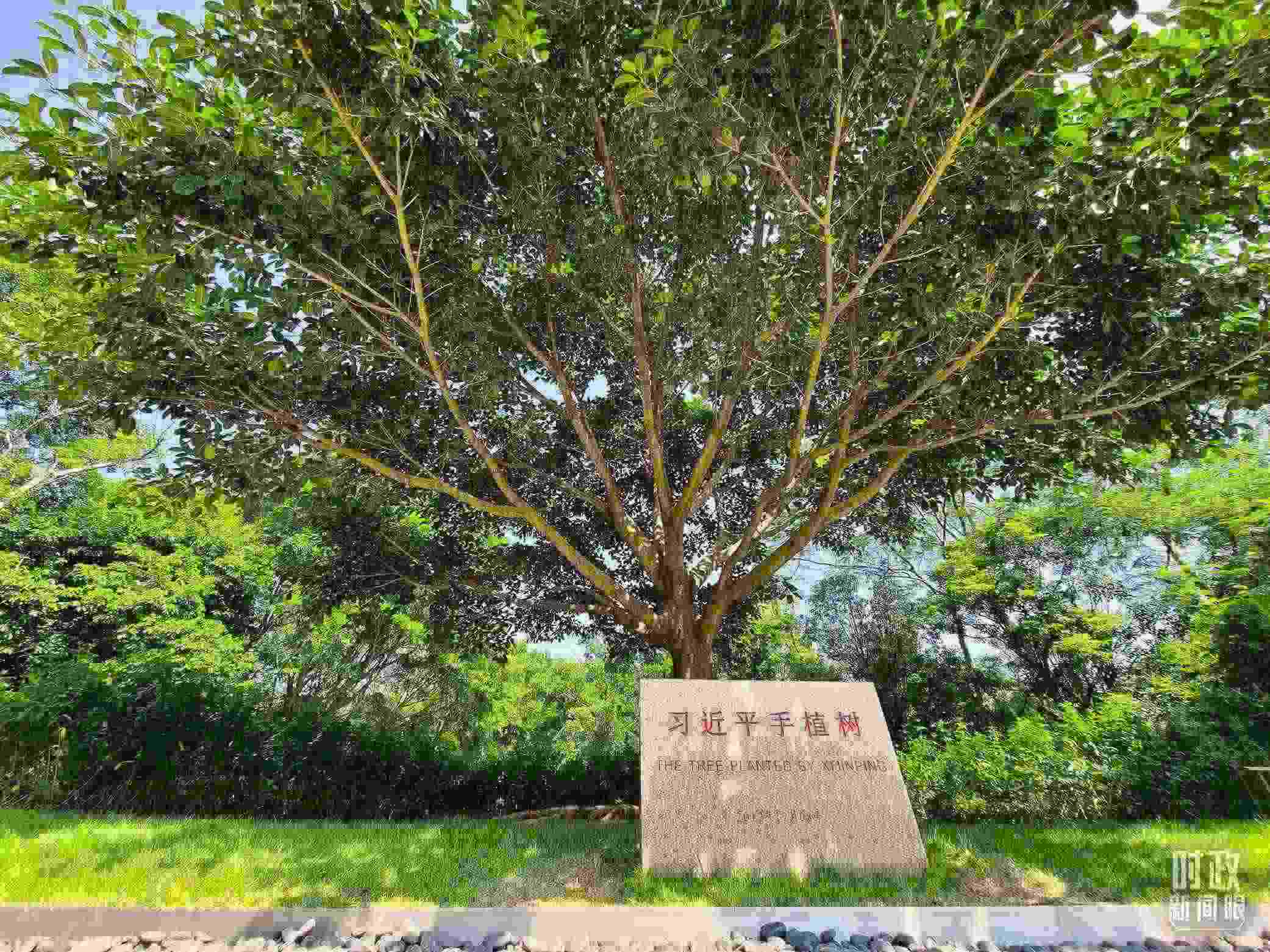 習(xí)近平2012年在深圳蓮花山公園種下的高山榕樹(shù)已枝繁葉茂。（總臺(tái)央視記者趙化拍攝）