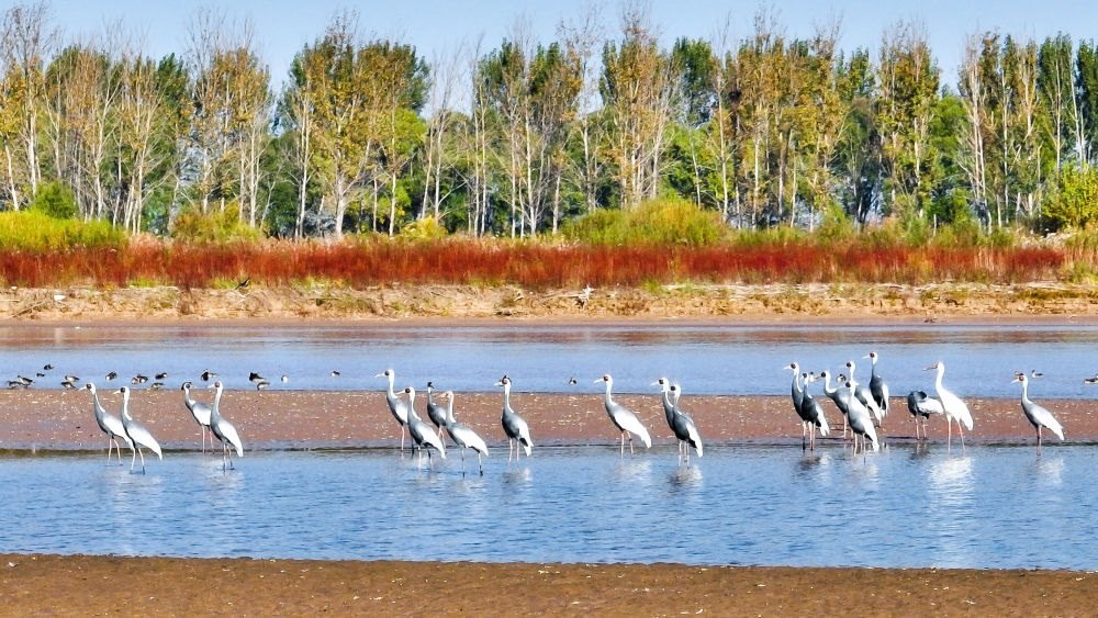 在山東黃河三角洲國家級自然保護(hù)區(qū)拍攝的白枕鶴（2022年10月18日攝）。新華社發(fā)（楊斌 攝）