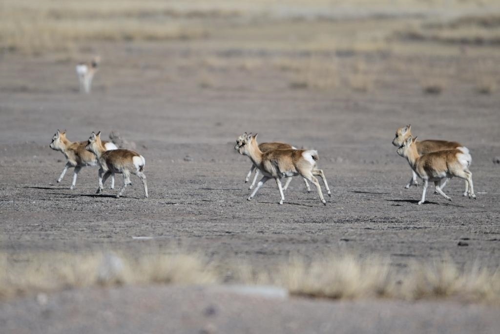 這是1月24日在青海省海北藏族自治州剛察縣哈爾蓋鎮(zhèn)境內(nèi)的草原上拍攝的普氏原羚。新華社記者 張龍 攝