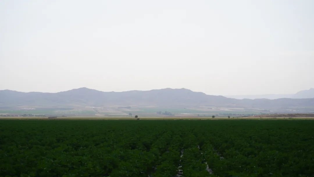 擴(kuò)列孜鎮(zhèn)采用先進(jìn)滴灌技術(shù)的棉田。曲頌攝