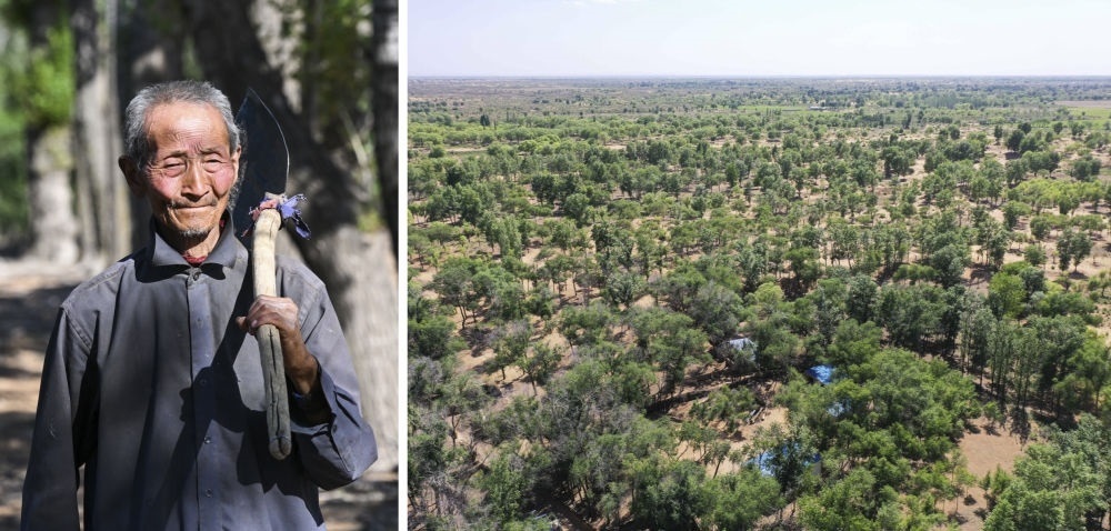 拼版照片：左圖為內(nèi)蒙古鄂托克前旗呼和陶勒蓋嘎查的牧民曹扎娃出門勞作（2023年6月14日攝）；右圖為曹扎娃的承包地（2023年6月14日攝，無人機照片）。20世紀80年代，在毛烏素沙地中，曹扎娃主動承包了2300多畝沙地。這么多年來，曹扎娃堅持種樹治沙，最終將沙地變成了林海。新華社記者 劉磊 攝