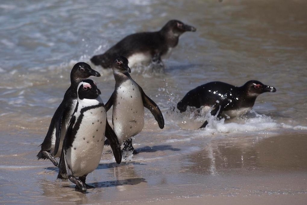 這是2021年9月29日在南非西蒙斯敦的博爾德斯海灘拍攝的捕食歸來的非洲企鵝。新華社記者 陳誠 攝