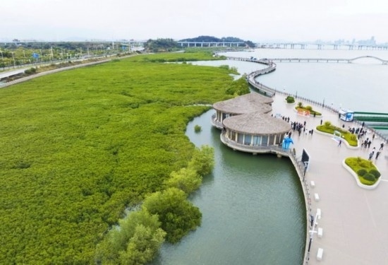 2024年1月23日拍攝的廈門市翔安區(qū)下潭尾紅樹林公園（無人機照片）。新華社記者 林善傳 攝