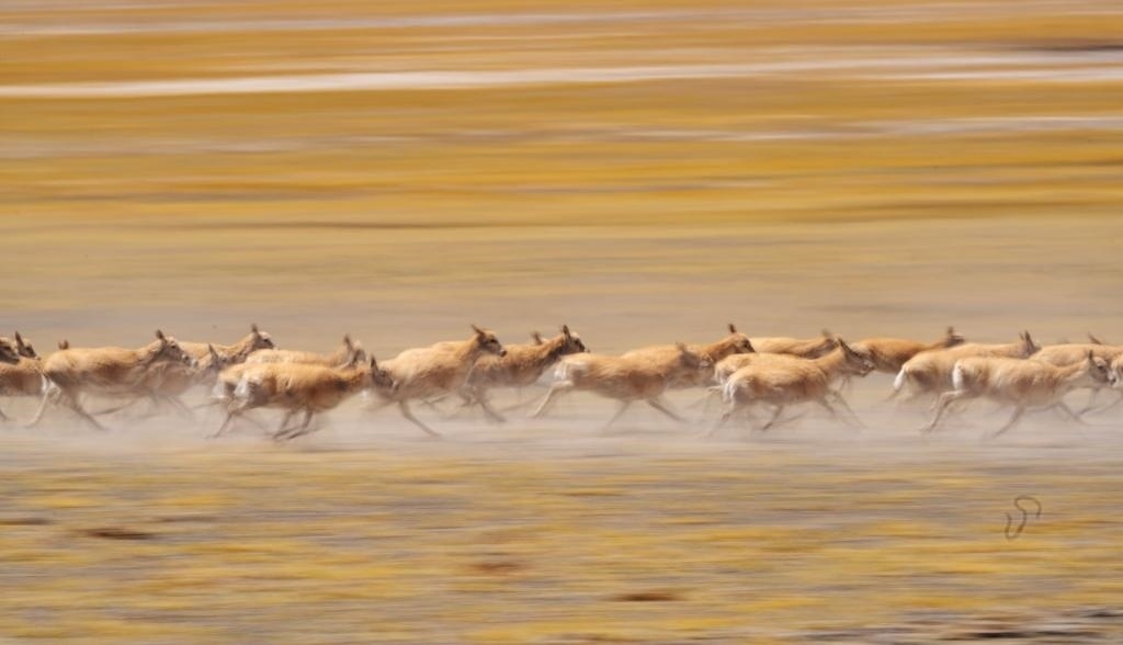 2024年6月13日，在羌塘國(guó)家級(jí)自然保護(hù)區(qū)，遷徙中的藏羚羊奔跑起來(lái)。新華社記者費(fèi)茂華攝