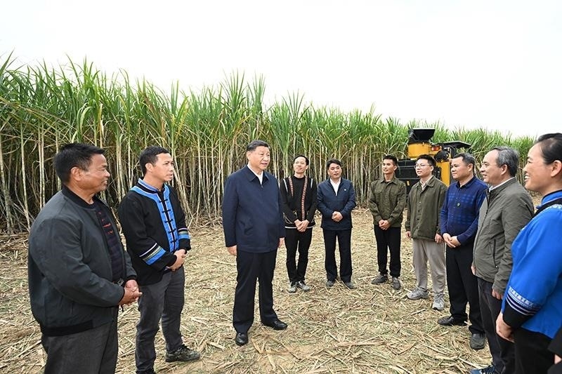 2023年12月14日，習(xí)近平總書(shū)記在廣西來(lái)賓市國(guó)家現(xiàn)代農(nóng)業(yè)產(chǎn)業(yè)園黃安優(yōu)質(zhì)“雙高”糖料蔗基地考察時(shí)，同蔗農(nóng)、農(nóng)機(jī)手和農(nóng)技人員親切交流。
