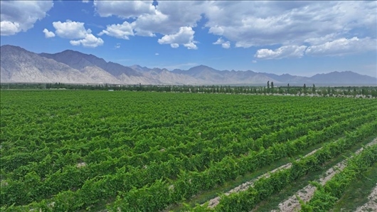 閩寧從荒蕪貧瘠的荒灘戈壁變成了如今的片片綠洲。