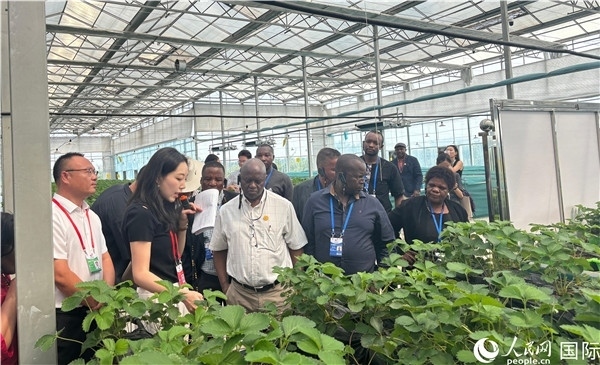 研討班成員在大棚中了解植物種植技術(shù)。人民網(wǎng) 曹欣悅攝