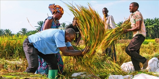 2018 年，中國農(nóng)業(yè)專家組在布隆迪布班扎省吉漢加縣設(shè)立首個水稻減貧示范村。圖為當(dāng)?shù)剞r(nóng)戶在稻田里給雜交水稻脫粒（2023 年 6 月 20 日攝） 韓旭攝 / 本刊