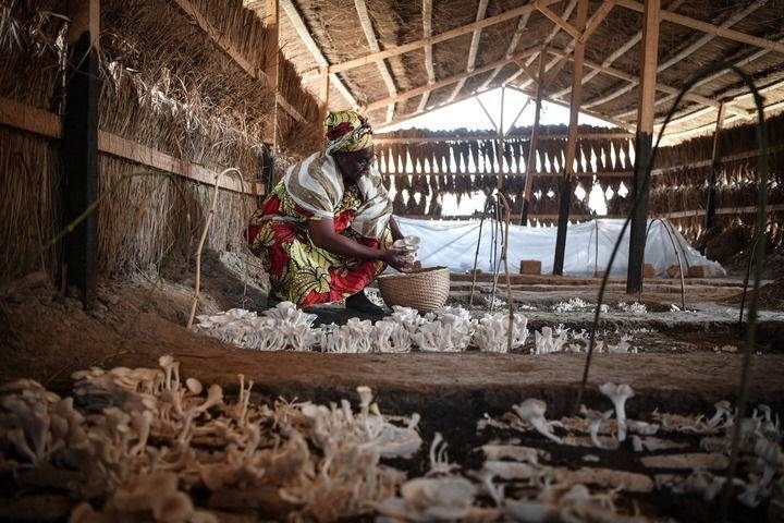 2024年2月6日，在中非共和國達(dá)馬拉，法蒂瑪在菇棚內(nèi)收獲菌草菇。2022年，法蒂瑪在聽說中國菌草專家在班吉傳授技術(shù)后主動前往學(xué)習(xí)，從一間小菌棚起步，逐漸擴(kuò)大為如今小有名氣的合作社。新華社記者 韓旭 攝