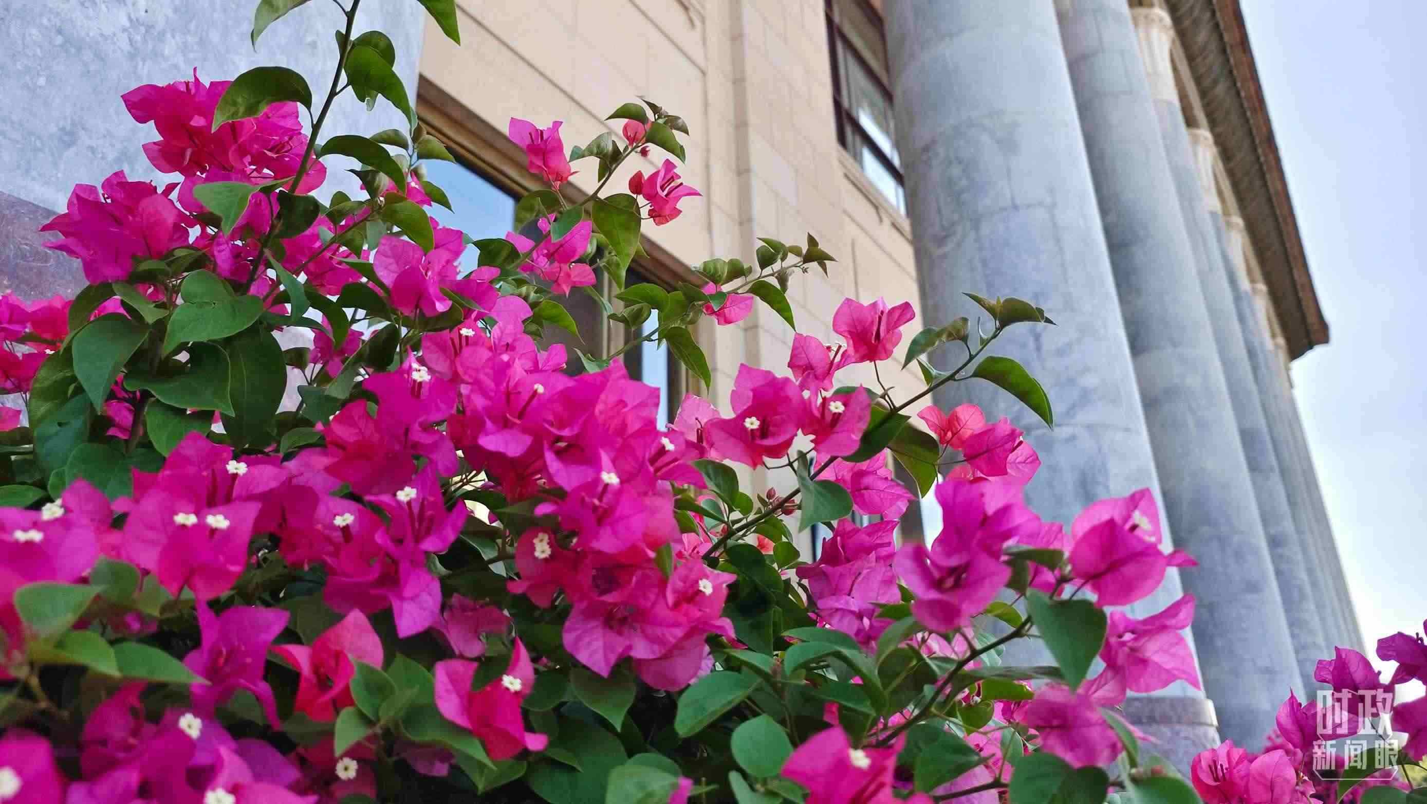 △人民大會堂外花團(tuán)錦簇。（總臺央視記者韓銳拍攝）