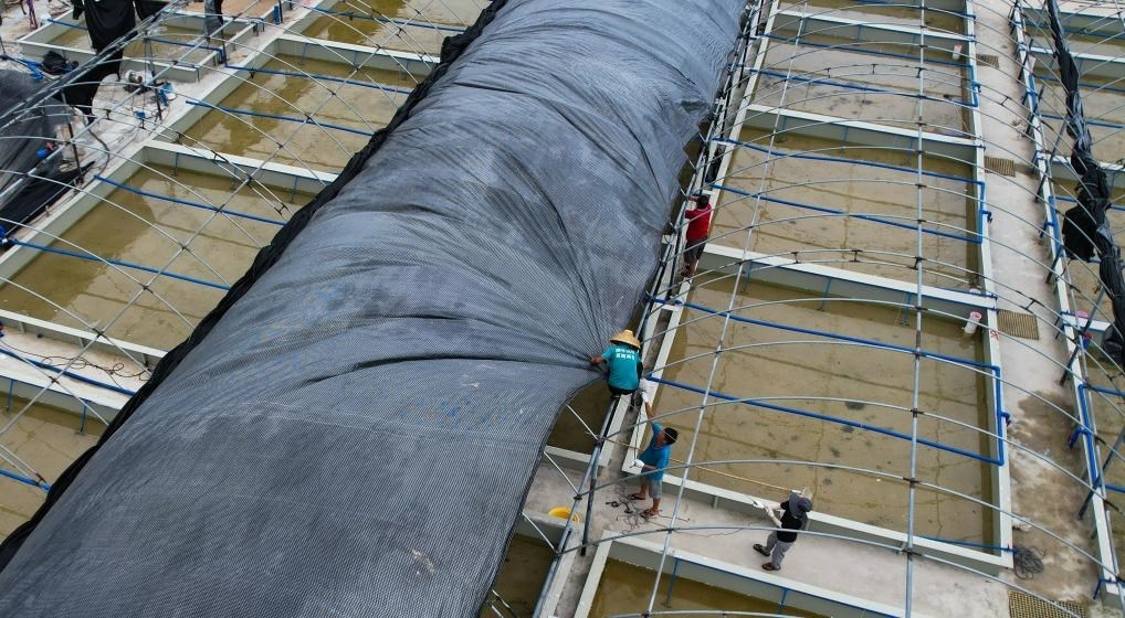 在文昌市翁田鎮(zhèn)的海興農(nóng)翁田蝦苗場(chǎng)，工人重新鋪設(shè)頂棚。無人機(jī)照片，新華社記者楊冠宇 攝