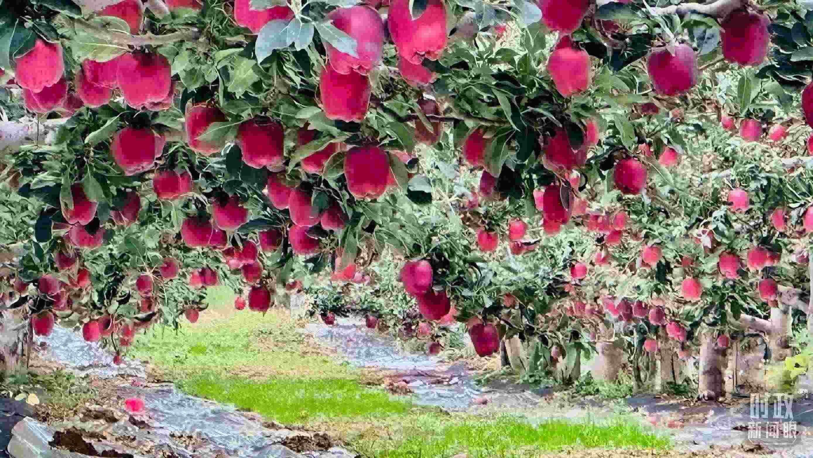 △ 麥積區(qū)南山花牛蘋果基地。（總臺央視記者范一鳴拍攝）