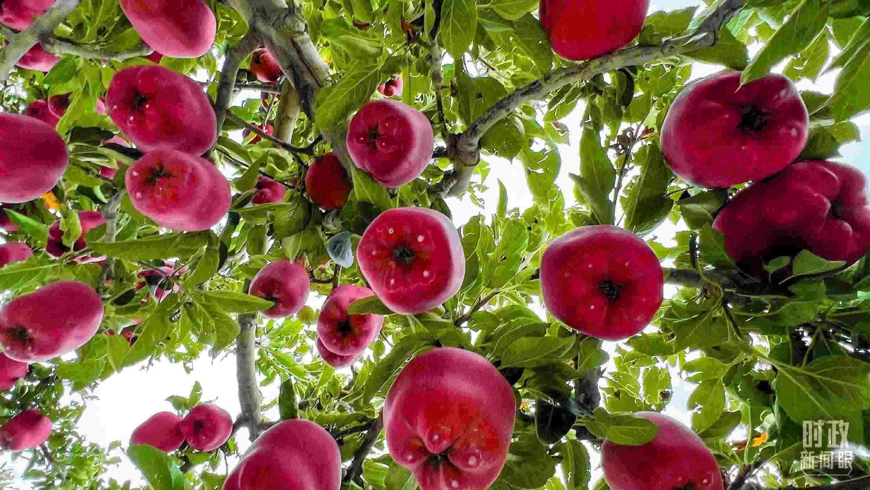 △ 麥積區(qū)南山花牛蘋果基地。（總臺央視記者程鋮拍攝）