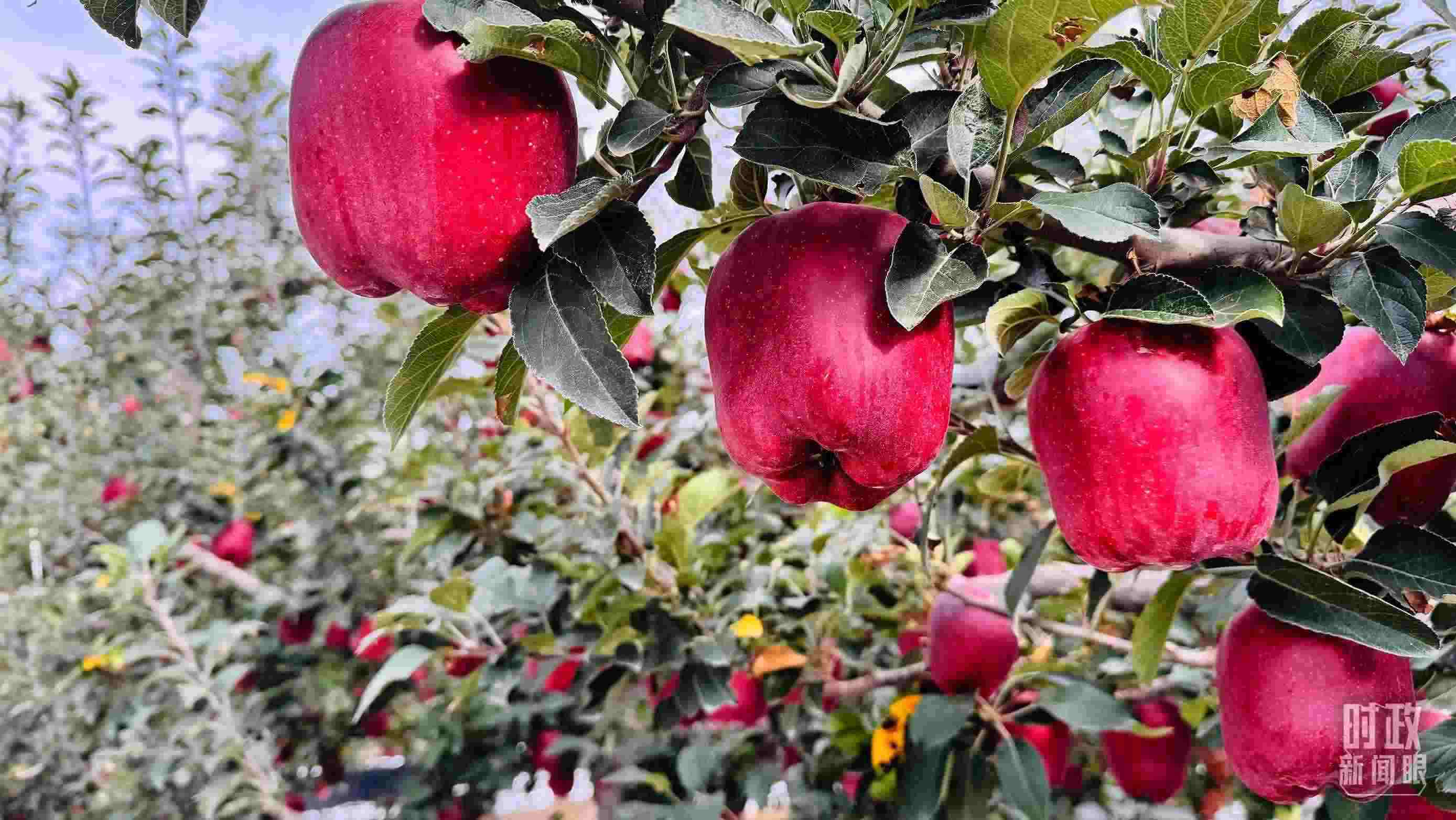 △ 麥積區(qū)南山花牛蘋果基地。（總臺央視記者黎兵拍攝）