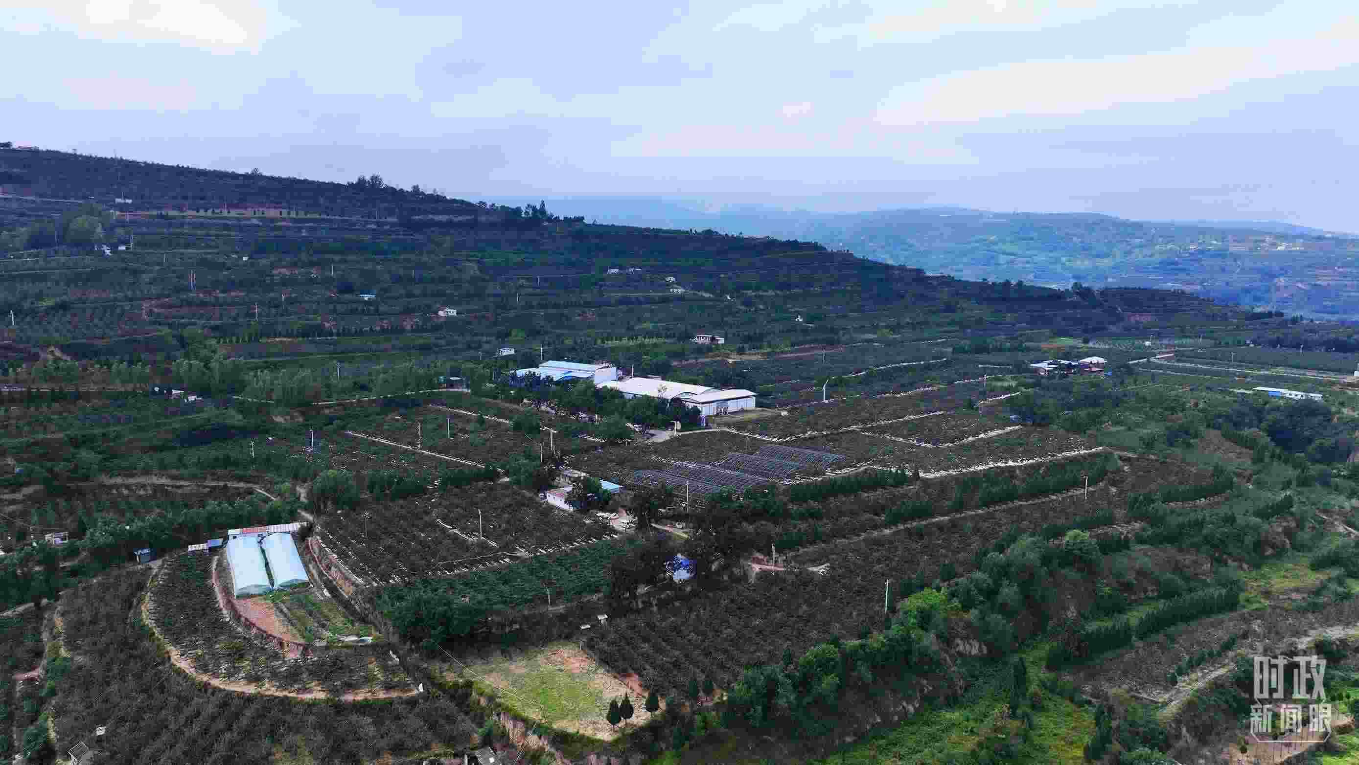 △ 麥積區(qū)南山花牛蘋果基地。（總臺央視記者范凱拍攝）