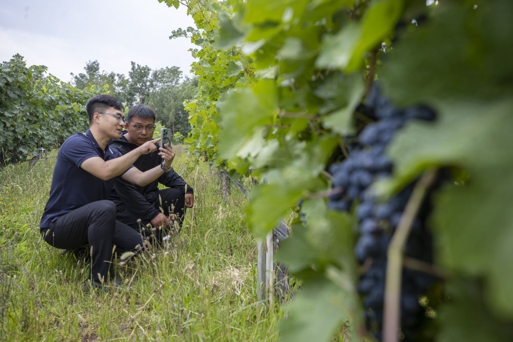2024年8月15日，技術(shù)人員（左）和工作人員在寧夏銀川市西夏區(qū)的一個葡萄園工作。為推動黃河流域生態(tài)保護和高質(zhì)量發(fā)展先行區(qū)建設(shè)，銀川市積極打造高標準葡萄園，借助各種傳感器監(jiān)測釀酒葡萄的生長狀態(tài)，實現(xiàn)精準灌溉，從而高效節(jié)約黃河水。