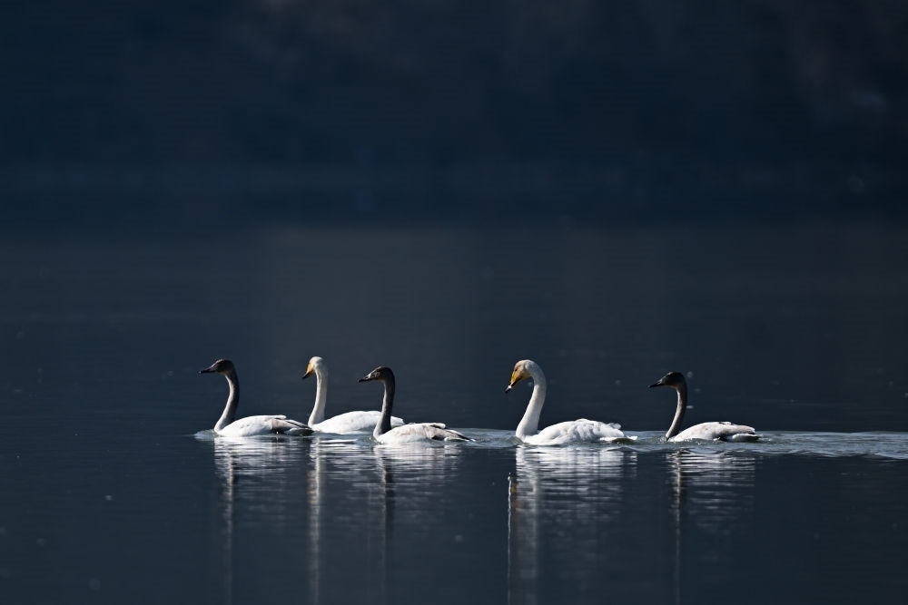 2023年11月30日，天鵝在青海省海東市化隆回族自治縣群科鎮(zhèn)境內(nèi)的黃河上游弋。近年來，青海省加大力度保護治理境內(nèi)黃河流域，改善當?shù)厣鷳B(tài)環(huán)境，為越冬候鳥提供良好棲息地。