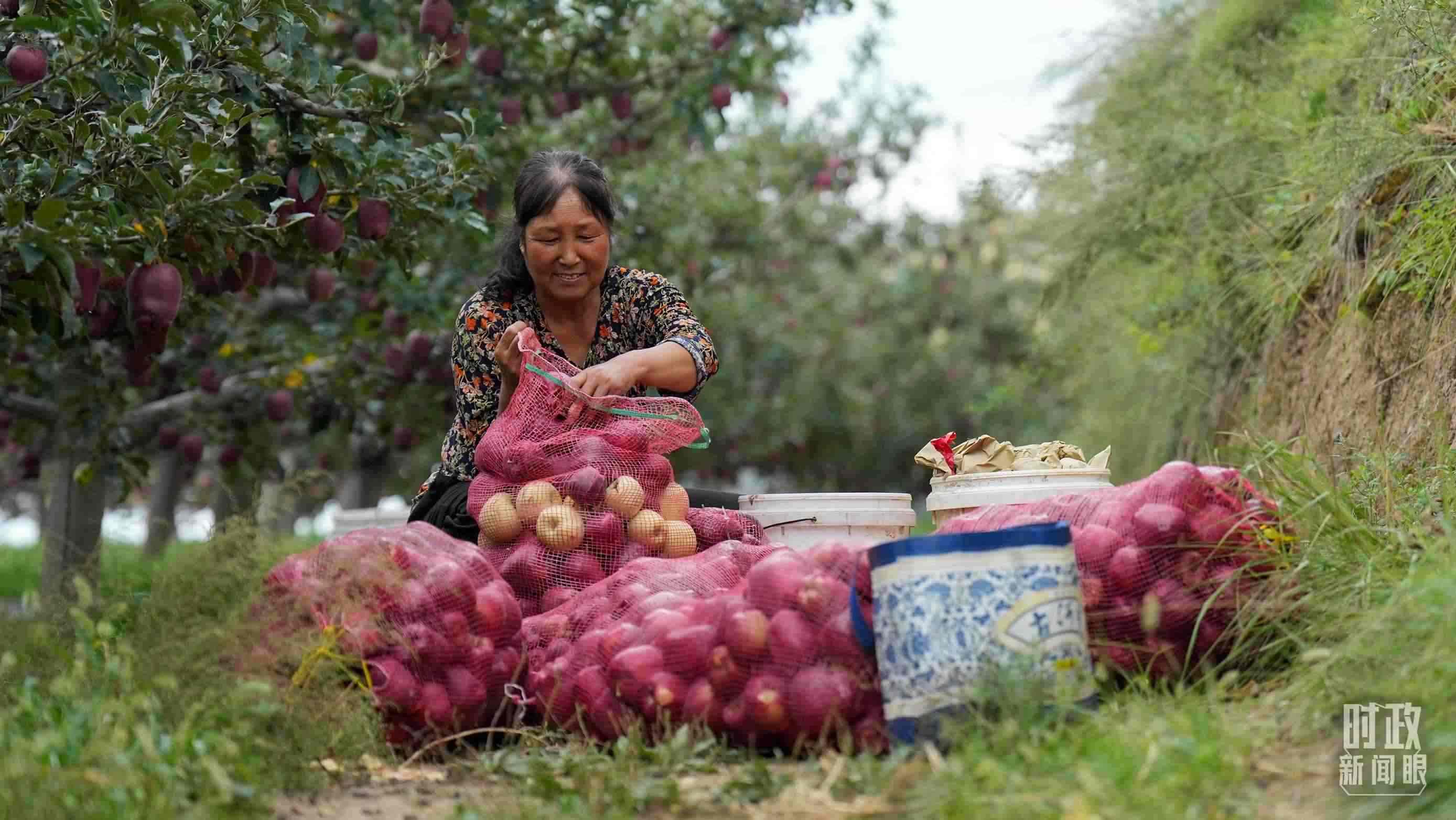 △南山花牛蘋果基地在2023年帶動9000多戶村民實現增收。（總臺國廣記者李晉拍攝）