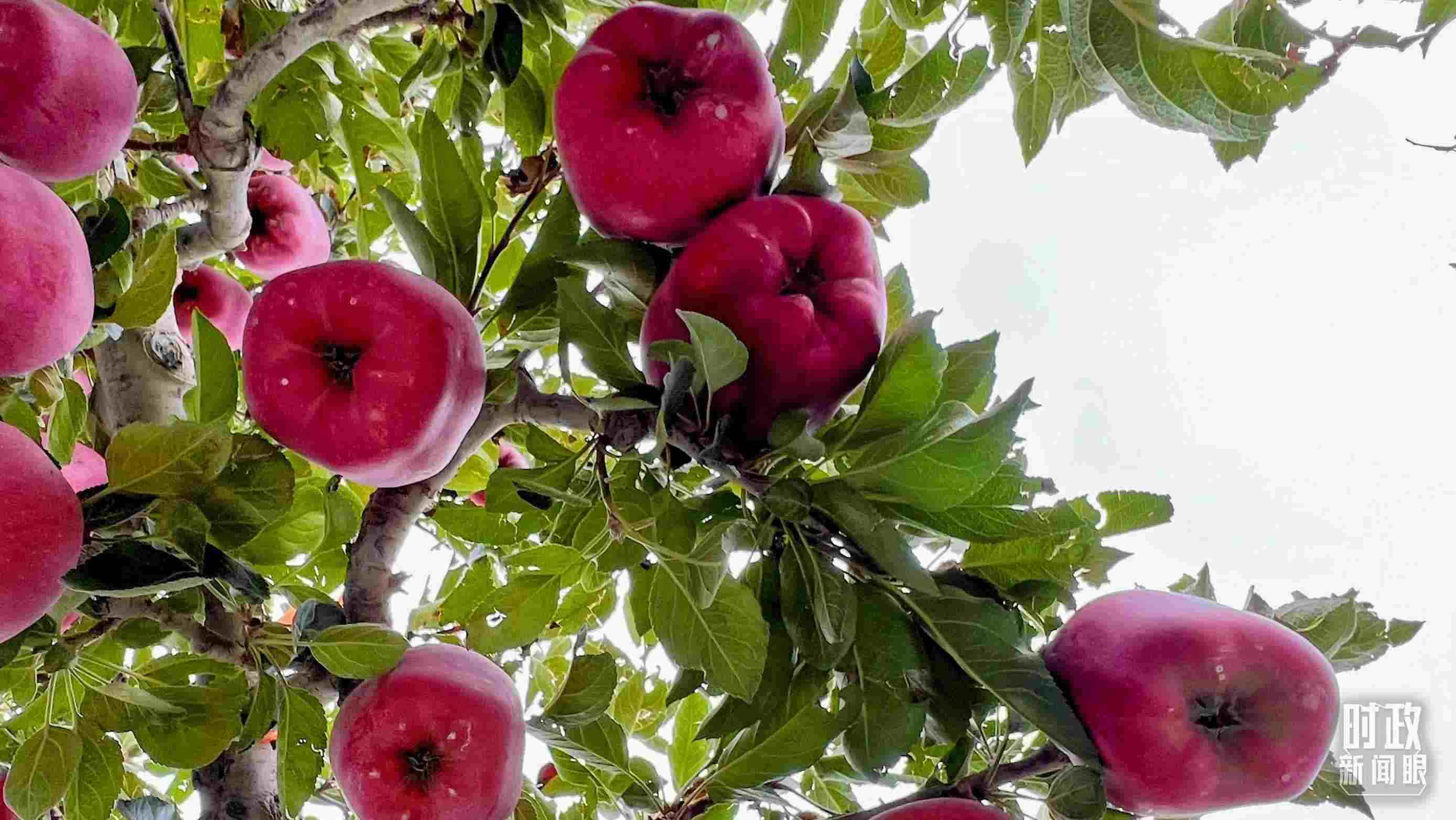 △南山花牛蘋果基地是元帥系蘋果生產基地。（總臺央視記者程鋮拍攝）