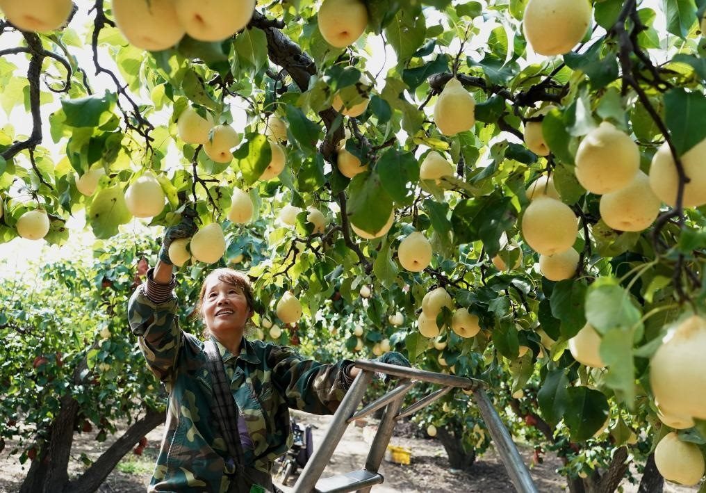 9月13日，河北省晉州市的農(nóng)民在果園采摘鴨梨。新華社記者楊世堯 攝