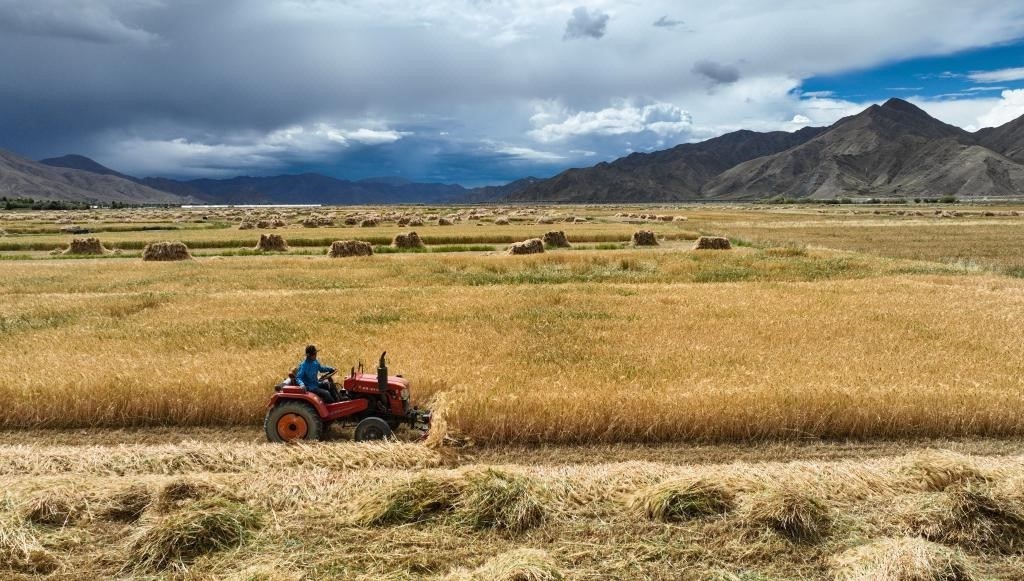 9月10日，在西藏日喀則市白朗縣巴扎鄉(xiāng)拍攝的秋收場景（無人機(jī)照片）。新華社記者晉美多吉 攝