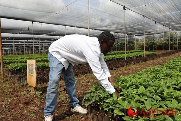 農場協(xié)調員艾哈邁德·耶曼正在檢查咖啡幼苗。人民網(wǎng)記者 沈小曉攝