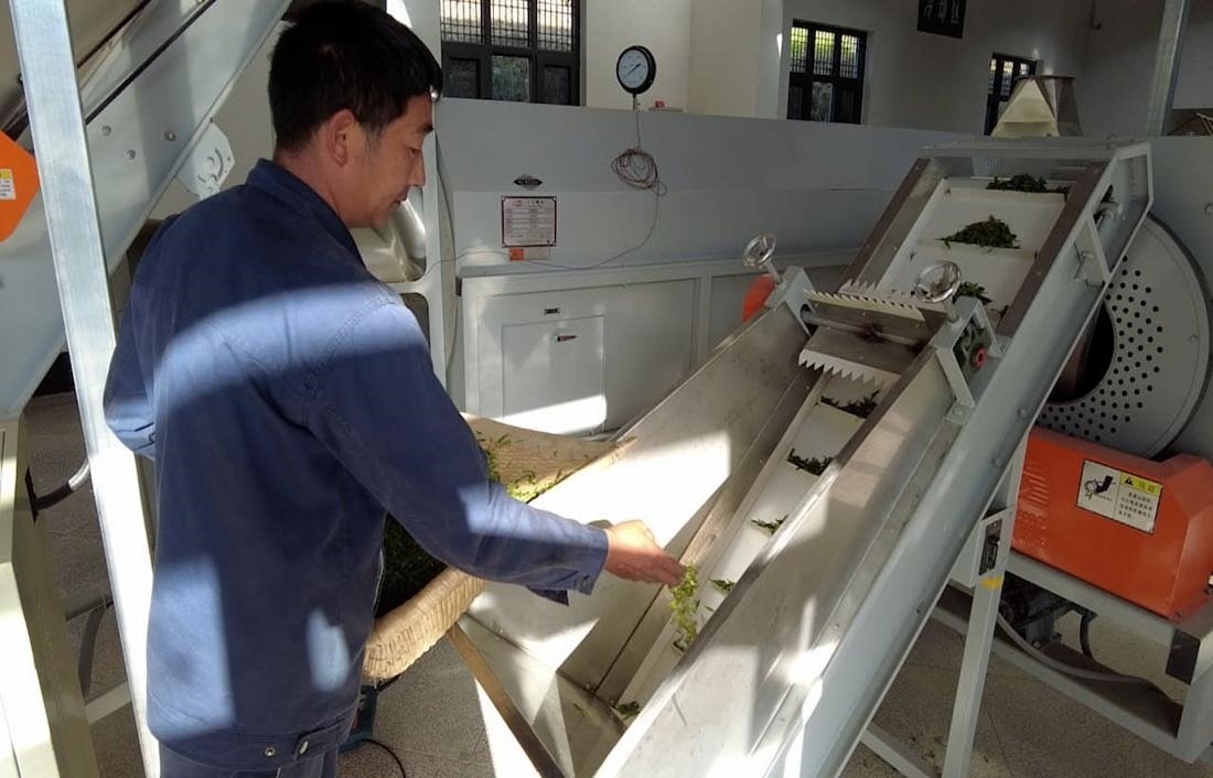  茶廠工人正在查看茶青質(zhì)量。 受訪者供圖