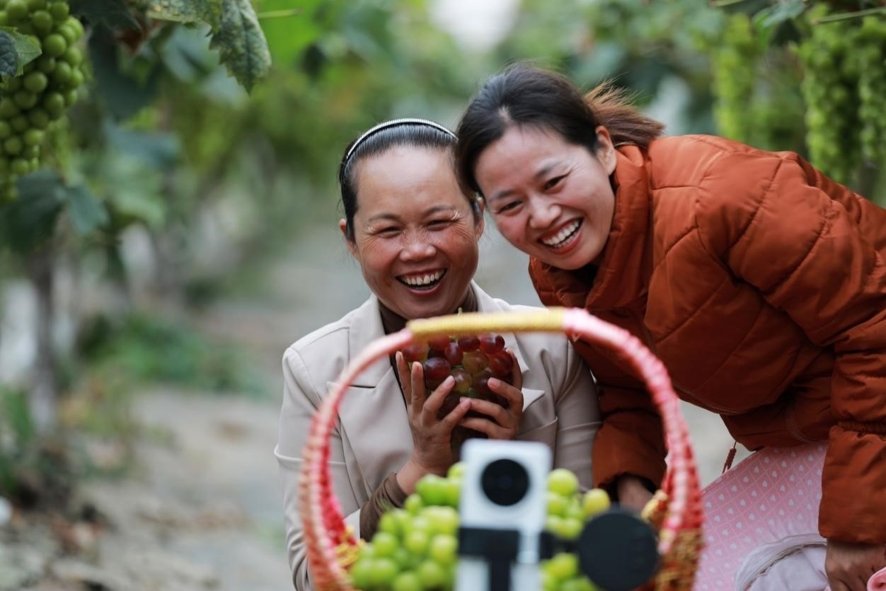 2024年10月6日，果農(nóng)在貴州省黔西市金碧鎮(zhèn)新蘭村葡萄園里進(jìn)行直播銷(xiāo)售。來(lái)源：人民圖片