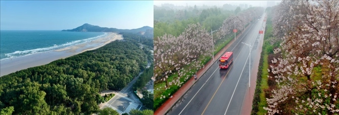 拼版照片：左圖為位于東山縣金鑾灣沿岸的木麻黃防護(hù)林帶（無人機(jī)照片，新華社記者 姜克紅 攝）；右圖為2021年4月20日在蘭考縣焦裕祿干部學(xué)院附近拍攝的泡桐花（無人機(jī)照片，新華社記者 郝源 攝）。
