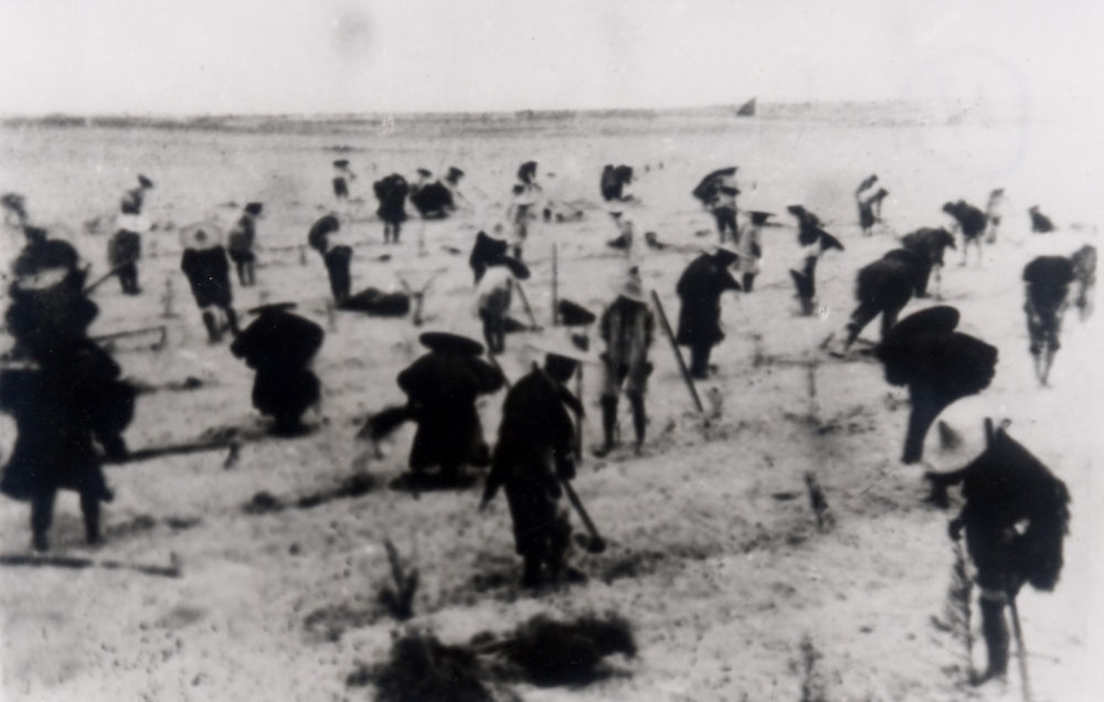 上世紀東山百姓在沙灘造林（資料照片）。