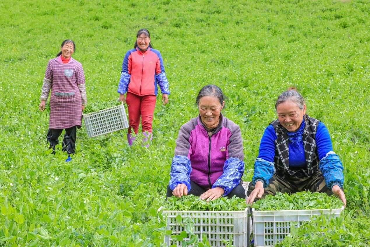 在四川省阿壩藏族羌族自治州馬爾康市馬爾康鎮(zhèn)納足村，當(dāng)季蔬菜喜獲豐收，群眾正在忙著采收、裝箱供應(yīng)市場。來源：人民圖片