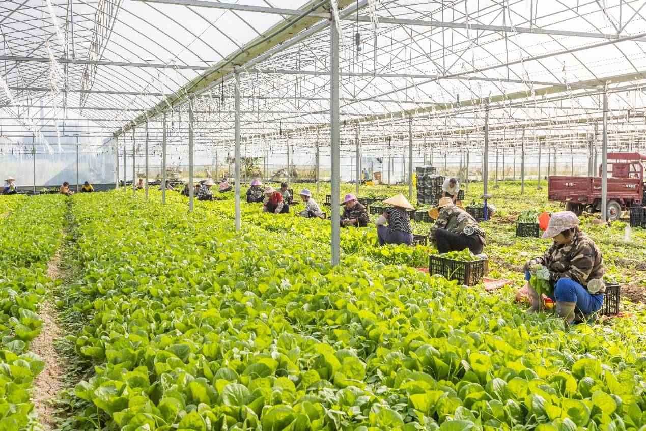 2024年10月8日，在廣西梧州市蒙山縣文圩鎮(zhèn)大明村一個大棚蔬菜基地內(nèi)，民工在采摘、包裝包心菜，準(zhǔn)備運銷外地。來源：人民圖片