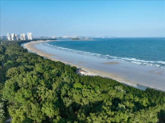 郁郁蔥蔥的東山縣沿海防護林（無人機拍攝）。新華社記者 姜克紅 攝