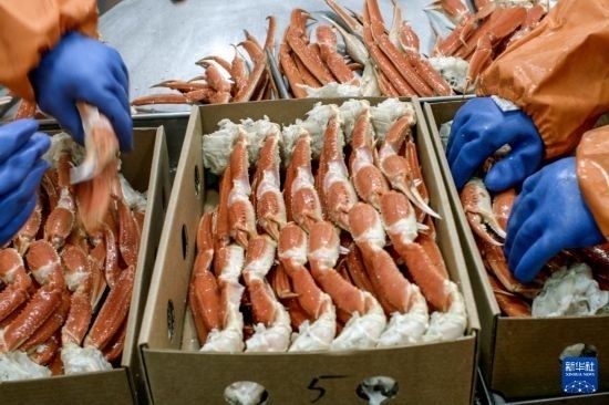 俄羅斯蟹業(yè)集團(tuán)的工作人員在生產(chǎn)線上加工產(chǎn)品（資料照片）。新華社發(fā)（俄羅斯蟹業(yè)集團(tuán)供圖）