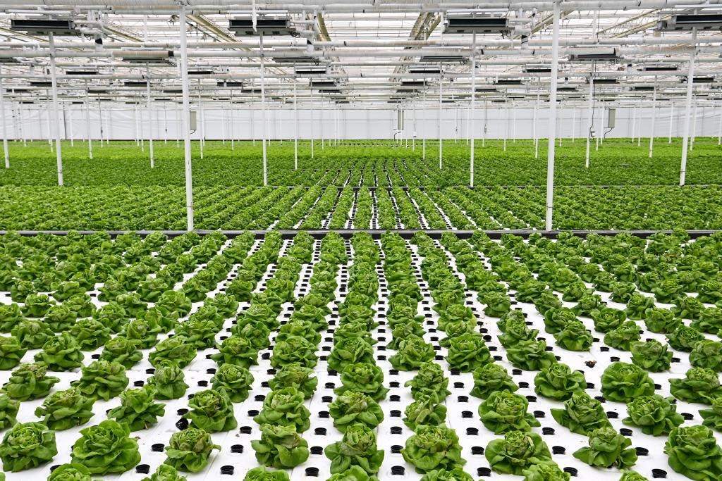 10月26日，楊凌智慧農(nóng)業(yè)示范園智慧溫室內(nèi)通過無土栽培技術(shù)種植的蔬菜。新華社記者 鄒競一 攝