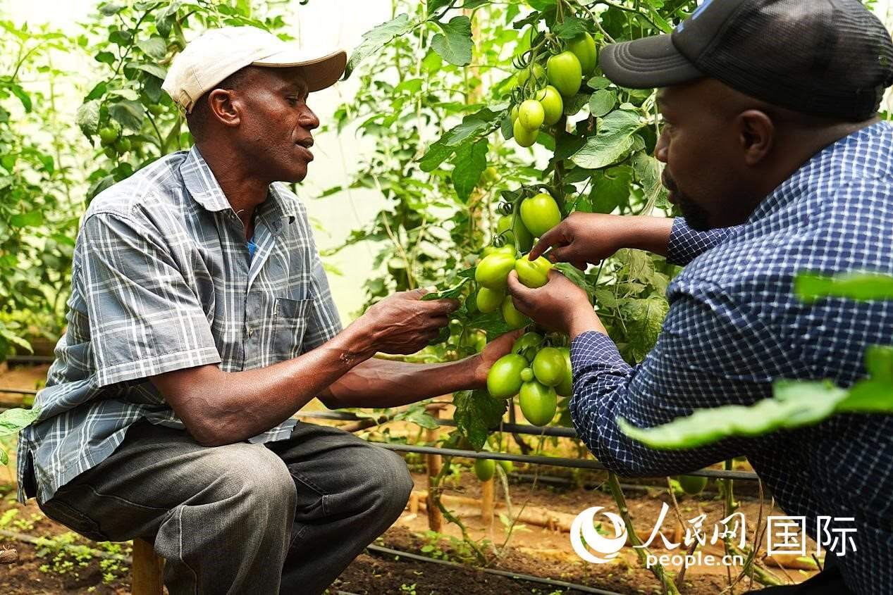 肯尼亞納庫魯郡，埃格頓大學(xué)園藝學(xué)專家史蒂芬·吉藤古在溫室大棚里指導(dǎo)當(dāng)?shù)剞r(nóng)民喬納·卡蘭賈種植番茄。人民網(wǎng)記者 黃煒鑫攝