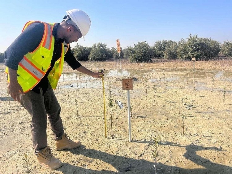 工作人員在監(jiān)測(cè)紅樹苗生長(zhǎng)情況。中國(guó)土木供圖