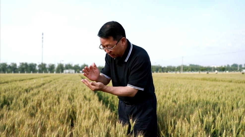 張福鎖在曲周查看小麥長勢。受訪者供圖