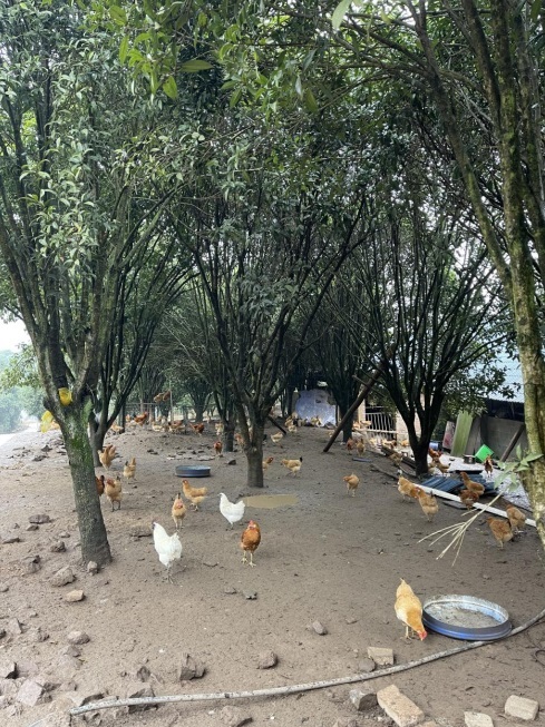 桂花林里的桂飛雞。劉軍國攝