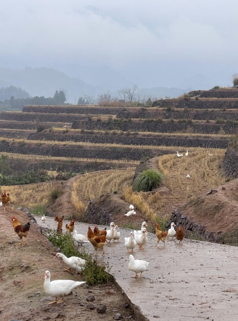 樨鄉(xiāng)記生態(tài)農莊一隅。劉軍國攝
