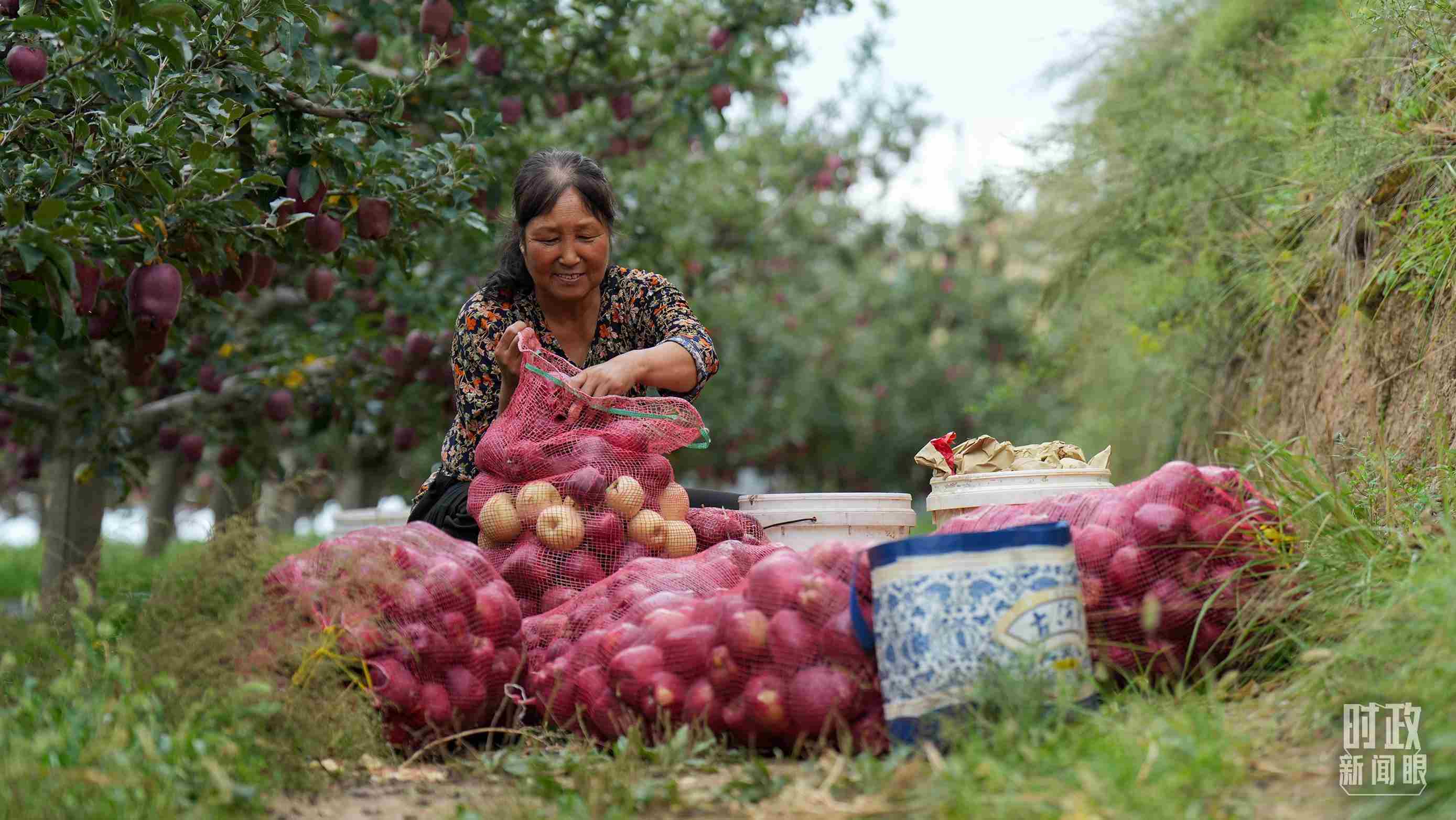 △甘肅天水的花牛蘋果已經(jīng)成為當(dāng)?shù)厝罕姷摹吧鷳B(tài)果”“致富果”。（總臺(tái)記者李晉拍攝）