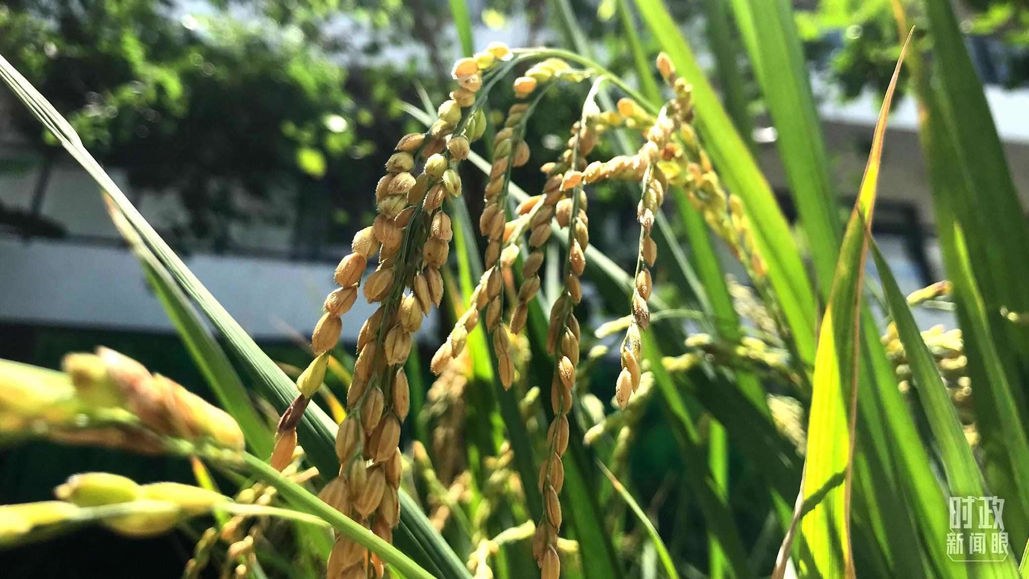 在海南培育的水稻品種。（總臺央視記者石偉明拍攝）