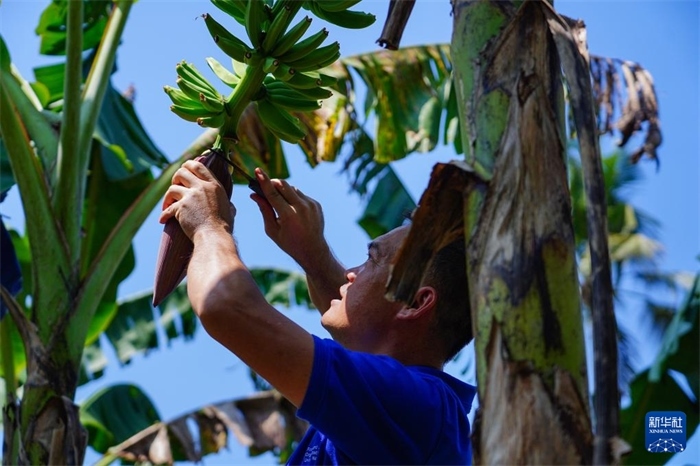 12月23日，中國熱帶農(nóng)業(yè)科學(xué)院專家趙增賢在斯里蘭卡馬坎杜拉為當(dāng)?shù)剞r(nóng)戶做技術(shù)示范。新華社記者 陳冬書 攝