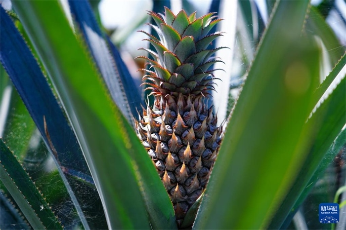 這是12月23日在斯里蘭卡馬坎杜拉拍攝的中國技術(shù)試驗(yàn)田里的菠蘿。新華社記者 陳冬書 攝