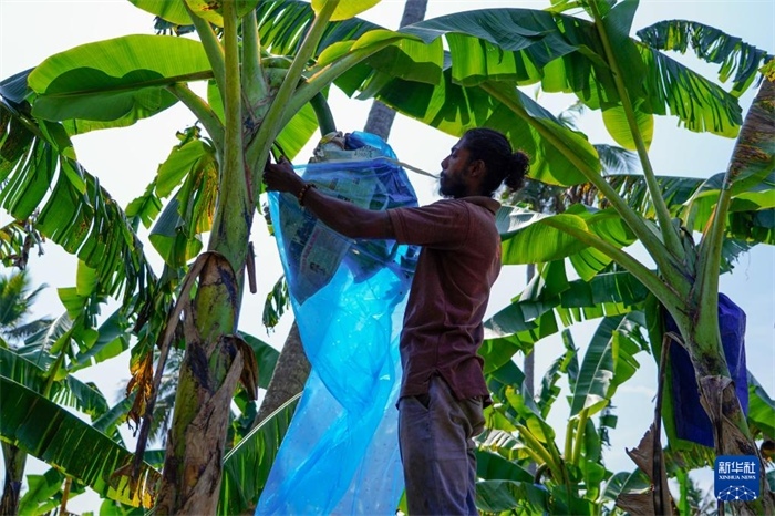 12月23日，在斯里蘭卡馬坎杜拉，農(nóng)民在香蕉試驗(yàn)田里學(xué)習(xí)套袋技術(shù)。新華社記者 陳冬書 攝