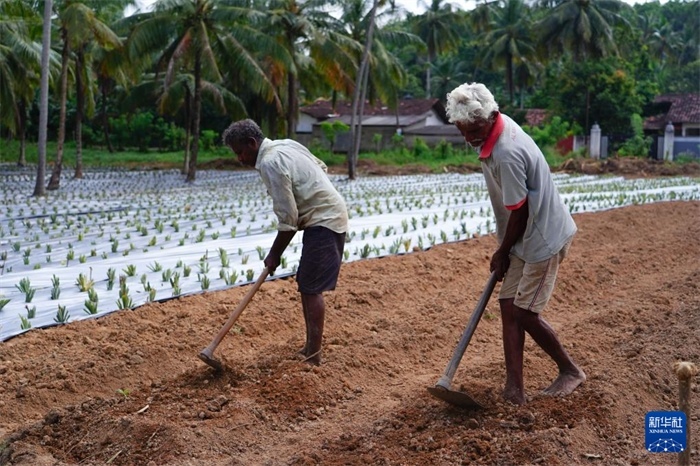 12月23日，斯里蘭卡馬坎杜拉的農(nóng)民在菠蘿田地里勞作。新華社記者 陳冬書 攝