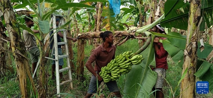 12月28日，在斯里蘭卡馬坎杜拉，當(dāng)?shù)剞r(nóng)民收獲香蕉。新華社發(fā)（中國、聯(lián)合國糧農(nóng)組織與斯里蘭卡南南合作項(xiàng)目專家組供圖）